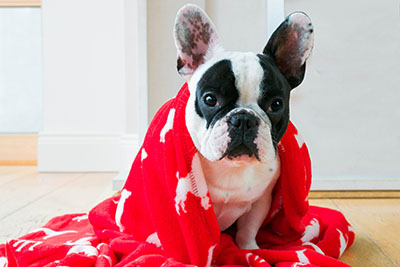 Dog with red blanket